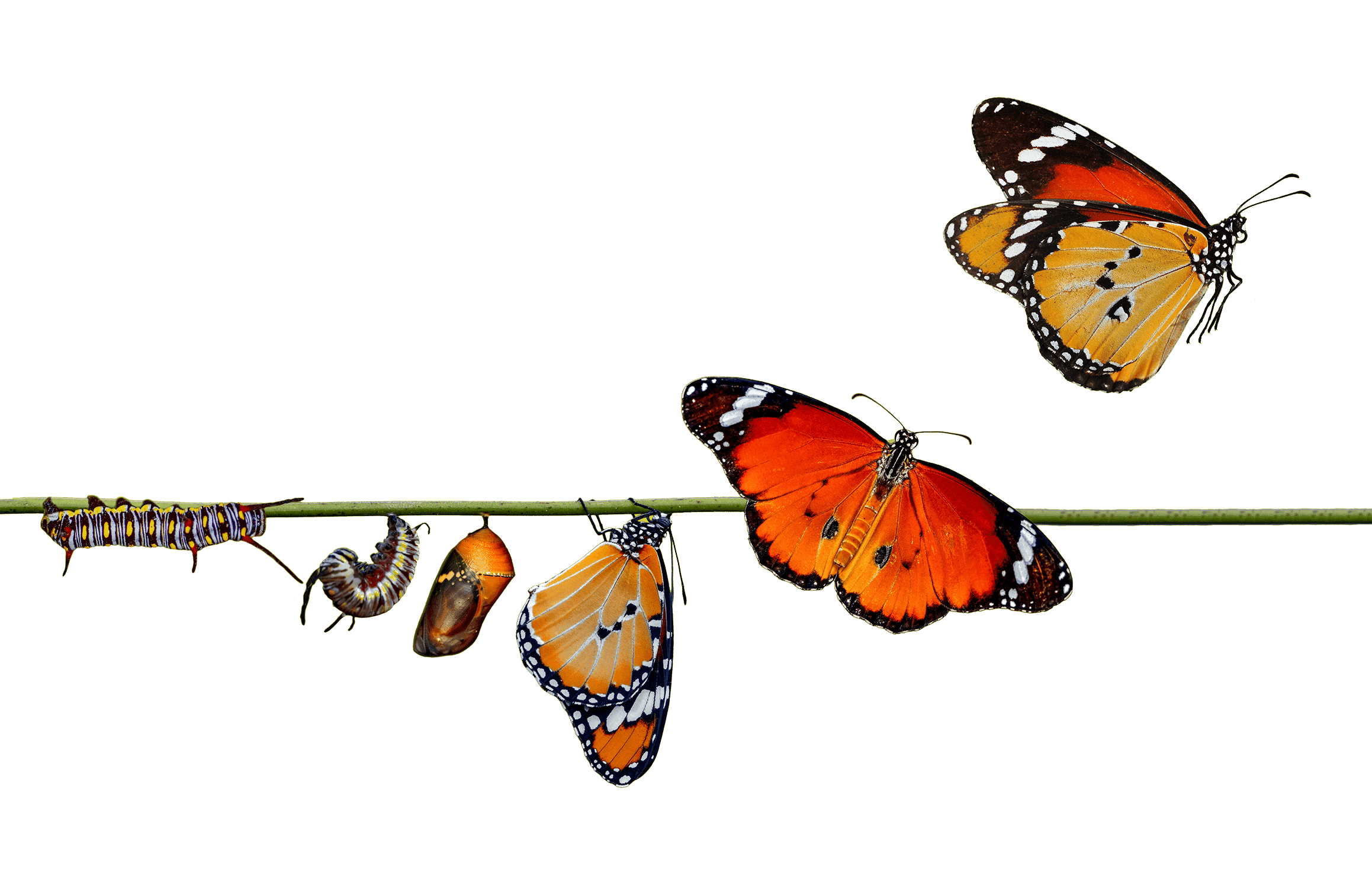 Digital transformation depicted with butterfly transition